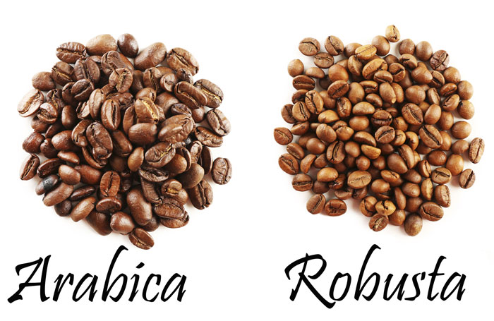 Cà phê Arabica và Robusta