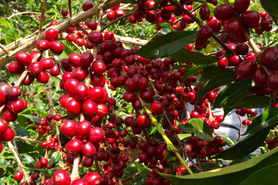 Eros Coffee Vietnam Rich Robusta thường được trồng ở độ cao 650-900m